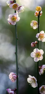 Spring blossoms on stems with green background.