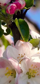 Vibrant spring blossom wallpaper featuring white and pink flowers on branches.