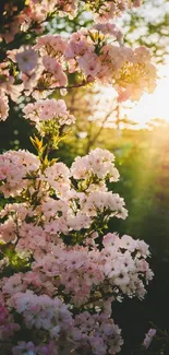 Sunlight filtering through pink blossoms in a serene forest setting.