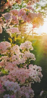 Beautiful pink blossoms at sunset with warm golden light.