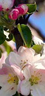 Pink and white spring blossoms on green leaves.