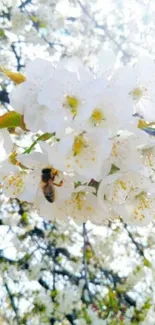 Bee resting on white blossoms in springtime scene.