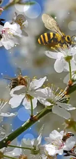 Bees buzzing around white spring blossoms under a blue sky.