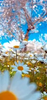 Beautiful field of daisies under a blue sky.