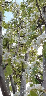 Refreshing wallpaper of tree blossoms with bright green leaves.