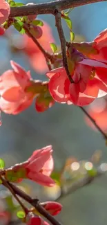 Vibrant pink blossoms against a soft blurred background.