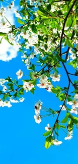 Spring blossoms with green leaves and blue sky in a stunning mobile wallpaper.