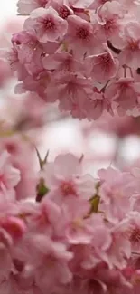 Pink cherry blossoms against a soft, blurred background.