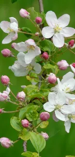 Cherry blossom flowers against a vibrant green backdrop.