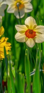 Close-up of blooming daffodils in a lush green field.