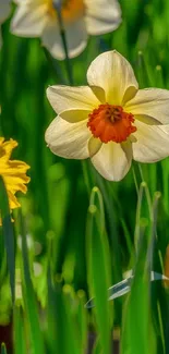 Vibrant spring wallpaper with blooming daffodils and lush green leaves.