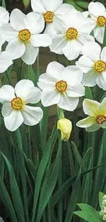 White daffodils with yellow centers in lush green background.