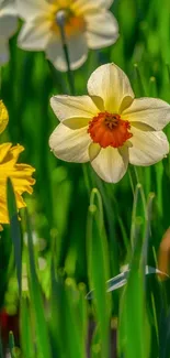 Vibrant green background with blooming daffodils in sunlight.