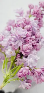 A branch of delicate purple lilac flowers against a soft background.