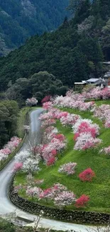 Scenic spring path with pink blossoms in a lush green valley.