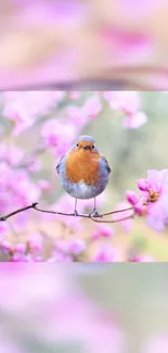 Robin perched on branch with pink cherry blossoms in spring.