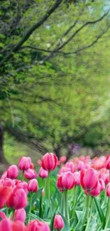 Mobile wallpaper with pink tulips and green backdrop.