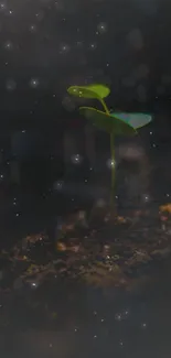 Green seedling illuminated against a starry dark background.