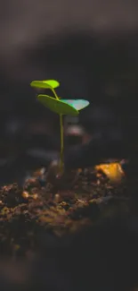 Vibrant seedling sprouting from dark soil.