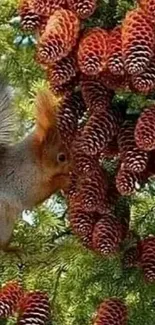 Squirrel nestled among vibrant fir cones on a lush green tree branch.