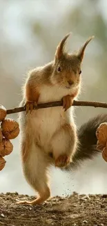 Charming squirrel balancing nuts mobile wallpaper in a natural setting.