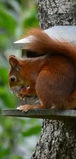 Cute squirrel on tree with brown fur and green foliage background.