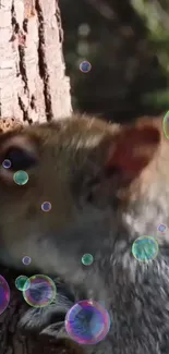 Squirrel on a tree with colorful bubbles forming a whimsical scene.