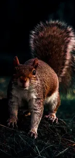 Squirrel standing on forest floor, rich earthy tones.