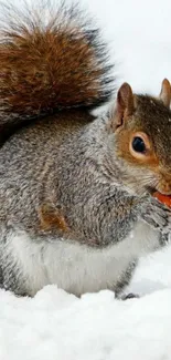 Squirrel enjoying a nut in snowy landscape, perfect for nature-themed mobile wallpaper.