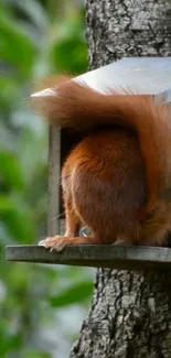 Squirrel playfully exploring a treehouse, surrounded by lush green leaves.