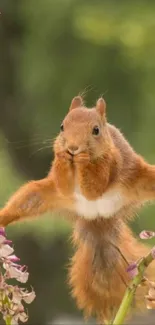 Squirrel leaping between flowers with a green backdrop.