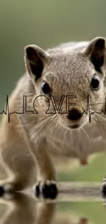 Squirrel with heartbeat love line on green background.