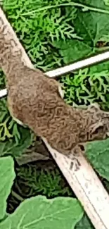 Squirrel on a branch in a green leafy setting.