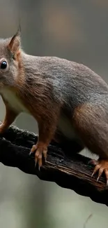 Beautiful squirrel perched on a branch set against a muted background.