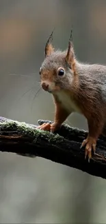 Squirrel perched on a branch against a blurred forest background in a mobile wallpaper.