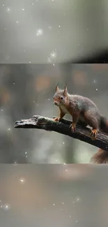 Squirrel perched on a branch in a forest, serene mobile wallpaper.