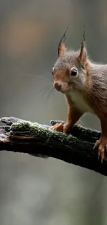 Squirrel perched on a rustic forest branch with blurred natural backdrop.