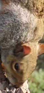 Close-up of a squirrel perched on a tree with a blurred green background.