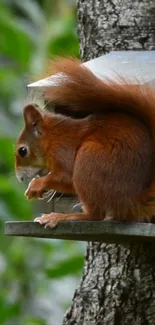 Red squirrel perched on a small tree house in a lush green forest setting.