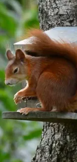 Squirrel sitting on a tree house in a vibrant forest setting.