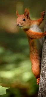 Red squirrel climbing a tree in forest.