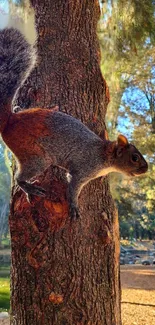 Squirrel on a tree with a forest background, ideal for mobile wallpaper.