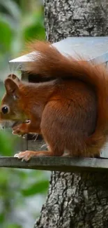 Squirrel perched on a tree eating a nut.