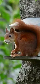 A vibrant red squirrel perched on a tree in a lush green forest.