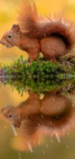 Squirrel on mossy log reflecting in tranquil water during autumn.