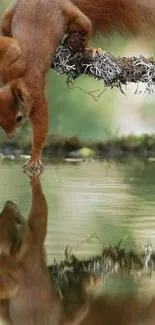 Squirrel reaching towards its reflection in water, creating a peaceful ambiance.