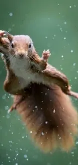 Jumping squirrel amidst water droplets on a green background.