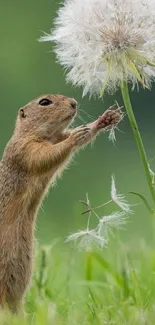 Squirrel touching a dandelion in green field.