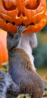 Squirrel wearing a carved pumpkin on its head.