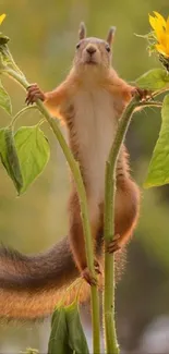 Squirrel standing between two sunflowers on a nature-themed mobile wallpaper.